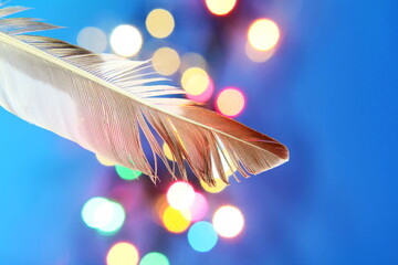 selective focus bird feather in colorful bokeh background