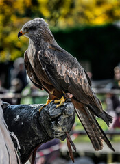 Red kite on human hand. Latin name - Milvus milvus	
