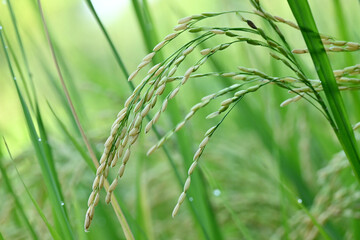 closeup the bunch ripe green yellow paddy plant growing with grain in the farm over out of focus green brown background.