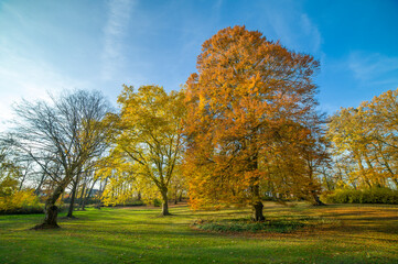 Beautiful autumn trees, golden autumn