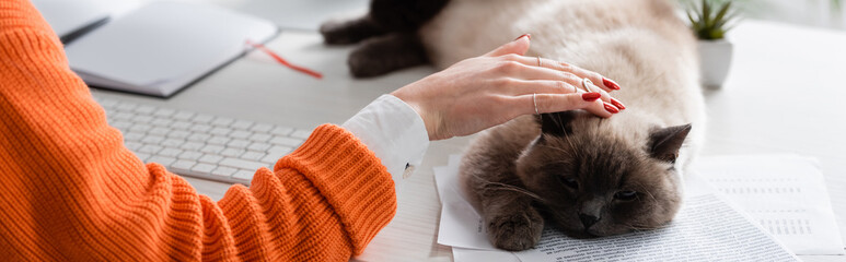 cropped view of woman petting cat sleeping on documents, banner