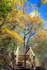 Hendrie Park Valley boardwalk trail across the marsh during autumn,  Burlington   Ontario