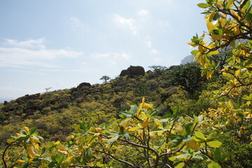 Green plants on the sand near Yemen