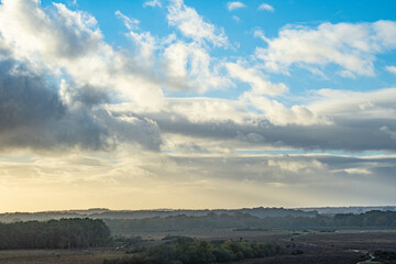 new forest landscape