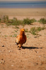 Vultures searching food at the sand landscape
