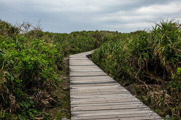 Wooden footpath in forest park