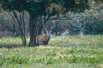 Wild red deer in Mesola Nature Reserve Park, Ferrara, Italy - This is an autochthonous protected...