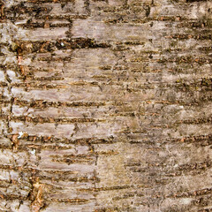 Tree Bark Background