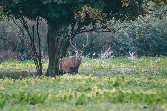 Wild red deer in Mesola Nature Reserve Park, Ferrara, Italy - This is an autochthonous protected species, Mesola Deer, the last in italian territory  - Nature trips and Protected wildlife concept