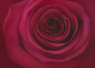 Creative Shot of a Rose Macro Endless Love Flower Pink Pretty 