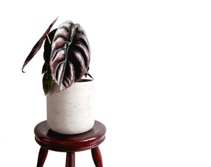 Modern and exotic houseplant, Alocasia Cuprea, Elephant Ear &lsquo;Red Secret in pot on wooden stool. Isolated on white background, copyspace. Metallic deep red, green leaves. Creative home decor concept.
