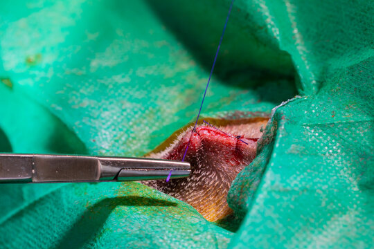 Sterilization operation on dog