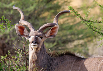 Adult Kudu (male) in Okonjima - Namibia. The great kudu (Tragelaphus strepsiceros) is a large antelope from eastern and southern Africa.