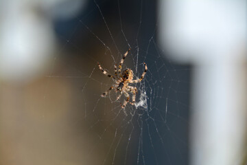 Kreuzspinne sitzt in ihrem Netz