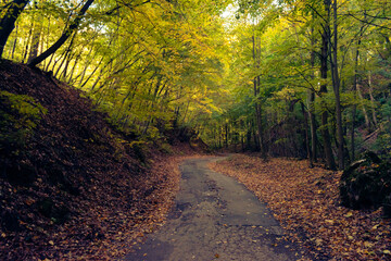 Obraz premium Hiking in the Mecsek, Hungary