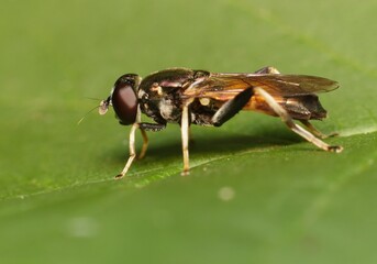 lesser bulb fly Eumerus strigatus