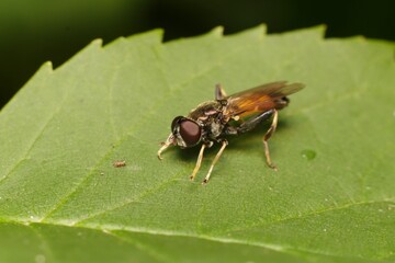 lesser bulb fly Eumerus strigatus