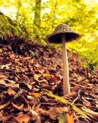 Poisonous funghi in the autumn forest