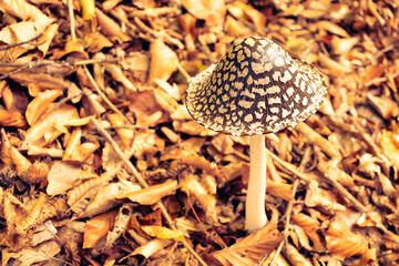 Poisonous funghi in the autumn forest