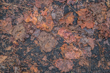 Crushed leaves on the ground