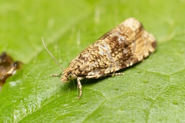 moth dark strawberry tortrix Syricoris lacunana