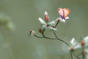 photo of butterfly with color mood royalty free stock photo