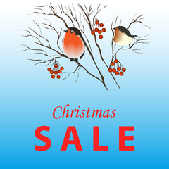 Bullfinches sit on a rowan branch with red berries - gentle blue background - vector. Card. Banner. Poster. Winter sale. Christmas sale.