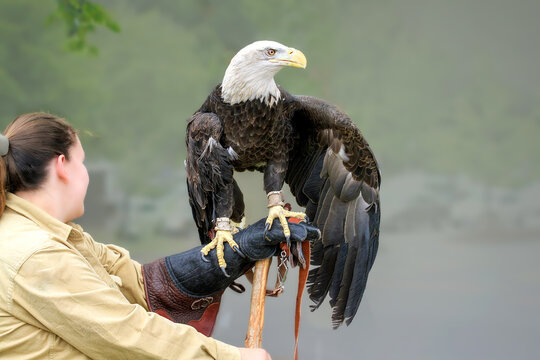 American bald eagle  in captivity  going through rehabilitation from injury, tethered and standing on a leather glove.
