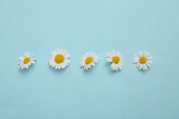 Blooming chamomile flowers on blue background