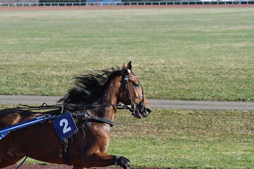 tête de cheval de course © compagnie-17