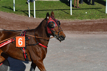 tête de cheval de course © compagnie-17