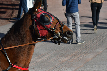 tête de cheval de course © compagnie-17