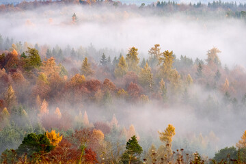 Autumn forest in the fog. Treetops above the fog.