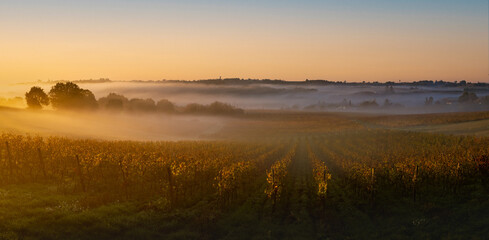 Bordeaux Vineyard at sunrise in autumn, Entre deux mers, Langoiran, Gironde