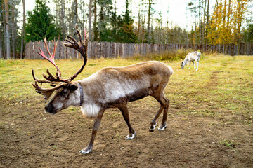 Fototapeta premium Young deer, fawn walk on a farm in the forest in summer, reindeer on a ranch.