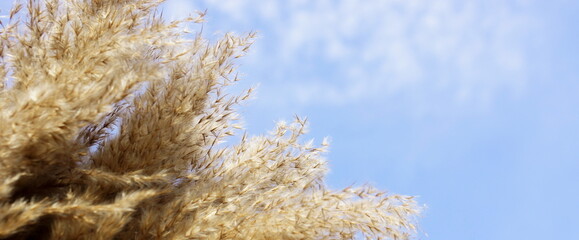 pampas grass and blue sky background close up. Plant texture. Landscape banner . Copy space