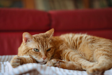 Red Tabby Cat Lies Down on Blanket Indoors. Cute Tired Orange Domestic Animal on Red Sofa.