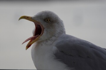 screaming seagull