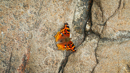Painted lady butterfly on stone