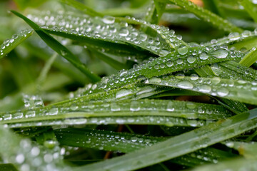 Dew or rain drops on blades of bright green reed gras. Macro close up on a wet meadow in Iserlohn...