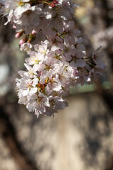 御室川沿いの明正寺桜