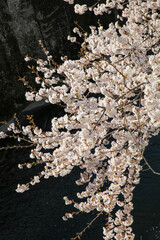 御室川沿いの明正寺桜