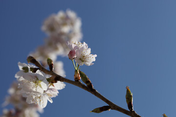 御室川沿いの明正寺桜