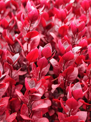 flowerbed in autumn close up - red plant background
