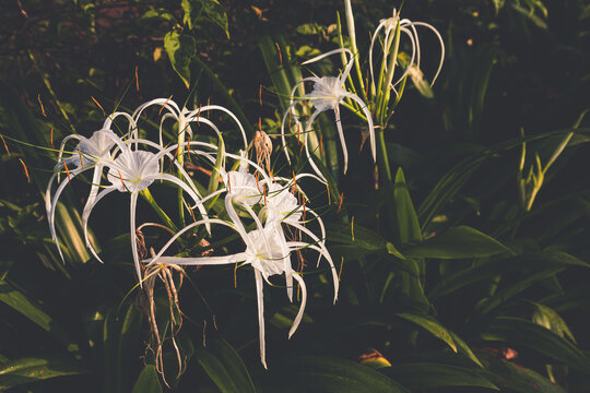 Tepal Images – Browse 4,778 Stock Photos, Vectors, and Video | Adobe Stock