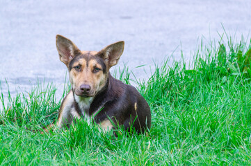 A stray dog with big ears and kind eyes. A street dog is lying on the green grass