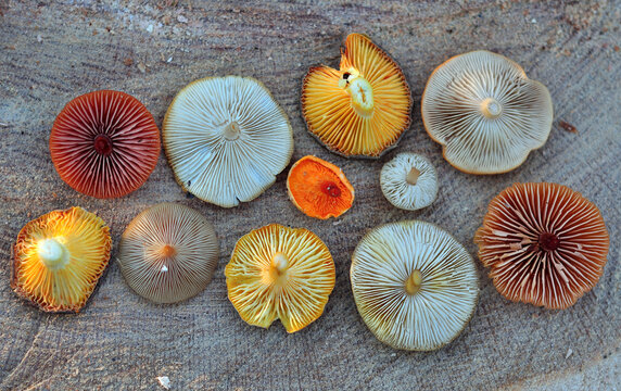 Пластинчастые грибы на дереве