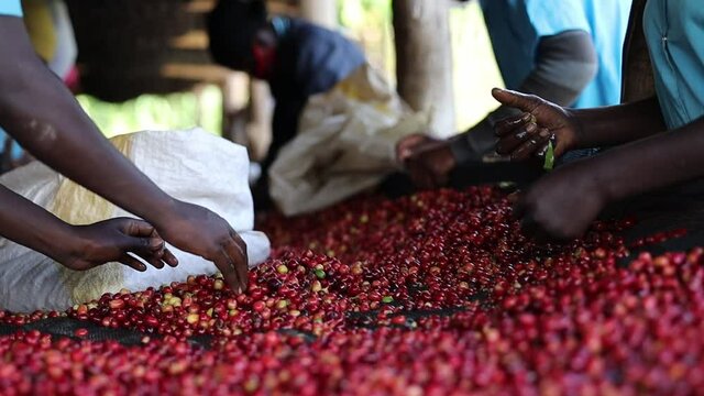 group of African workers are sorting fresh beans at coffee washing station. High quality footage
