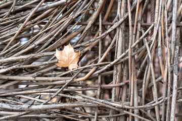 Photo of intertwined brown thin long tree roots for fence with maple fallen leaf. Abstract and natural background