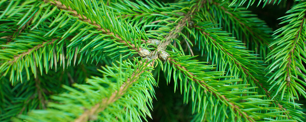 green branches of a christmas tree, close up